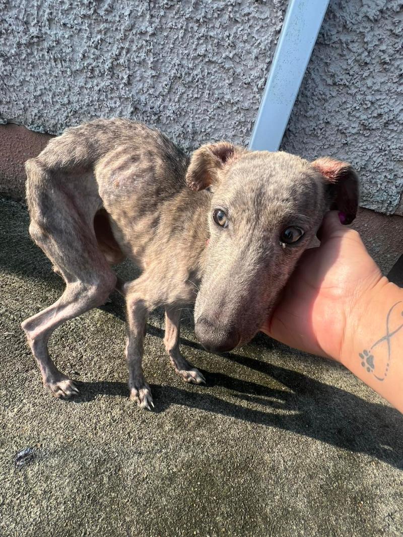 Pup in appalling condition found in Kilkenny