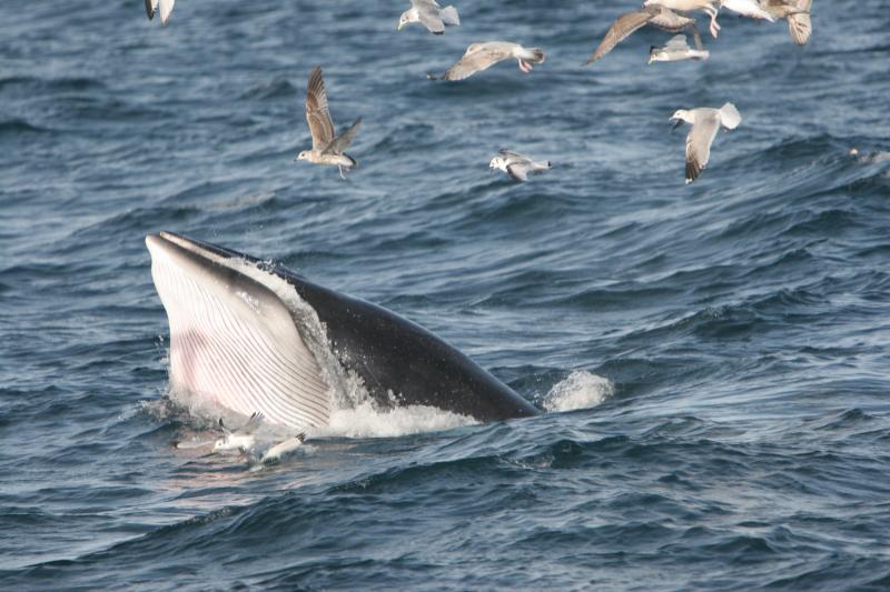 'Lack of political action is biggest threat to our oceans' 