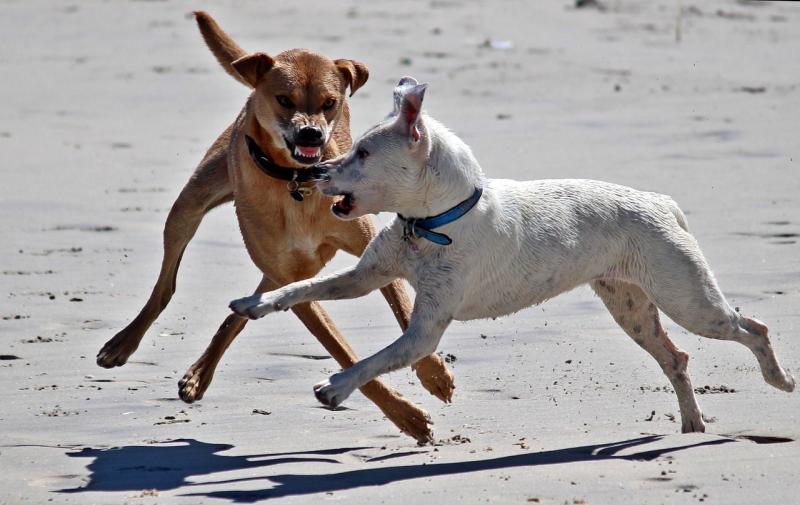 'Dog owners must take responsibility' - On the spot dog fines will TRIPLE from December