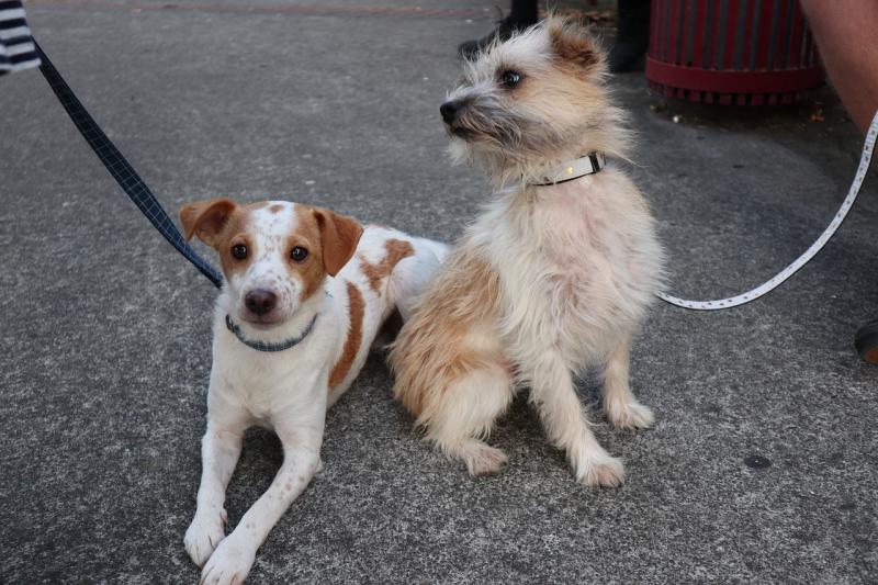 ‘Adopt, Don’t Shop’ as shelters continue to deal with huge numbers of unwanted dogs