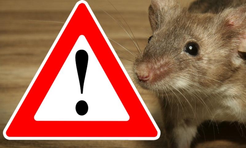 ALERT: Frozen vegetables recalled due to potential MOUSE contamination