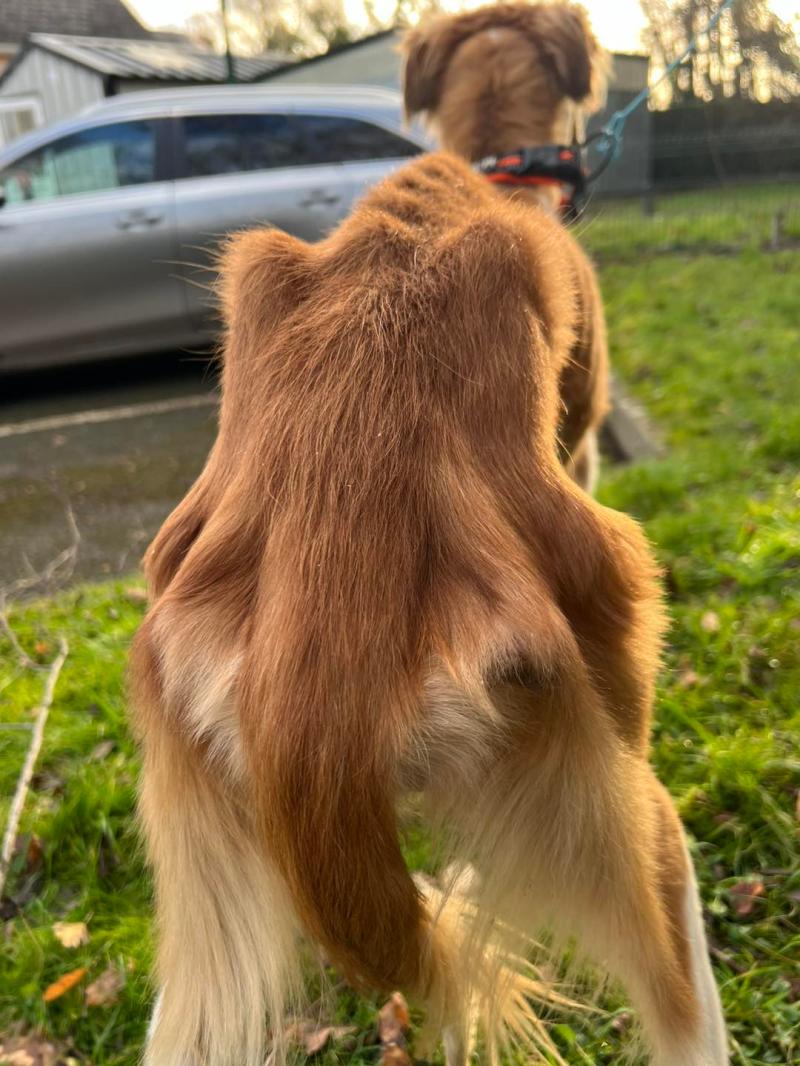 'Emaciated' dog found in Kilkenny 'can barely stand'