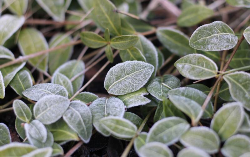 Expect to see some frost and ice with lowest temperatures of -1 degrees