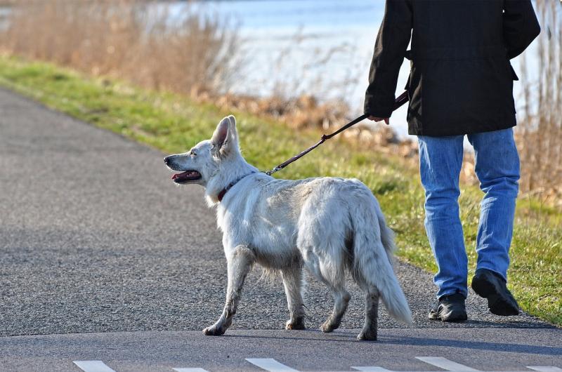 Keep dogs under control to avoid preventable livestock attacks - Gardaí