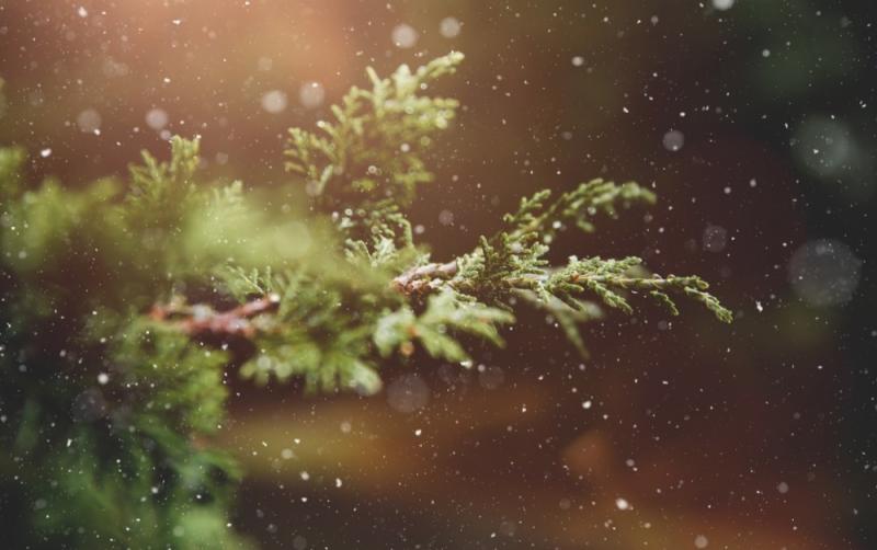 Find out where and how to recycle your live Christmas tree for free in Carlow