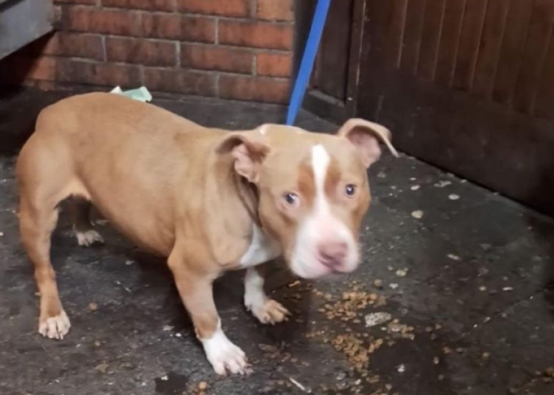 'We think she might be pregnant' - Animal rescue furious as puppy abandoned at off licence