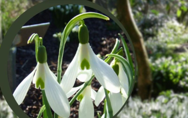 What's On: Welcome the first signs of Spring  with Snowdrop Month in Carlow