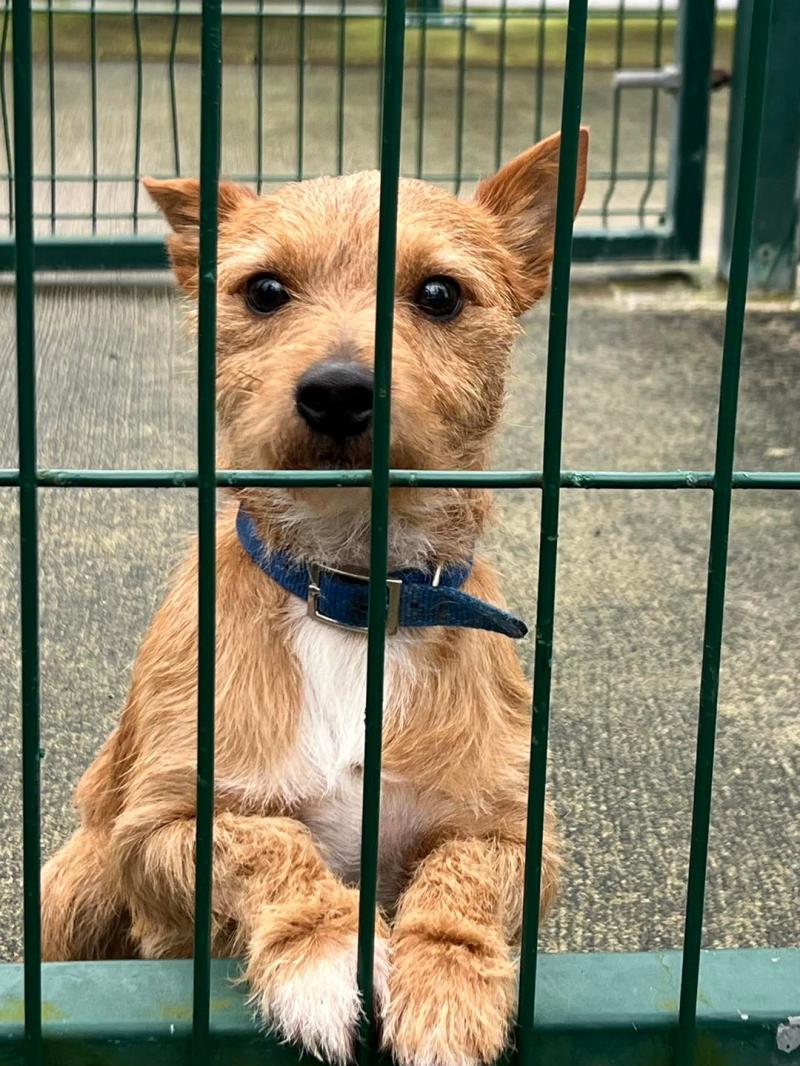 Dog abandoned by owner after being left into groomers in Kilkenny