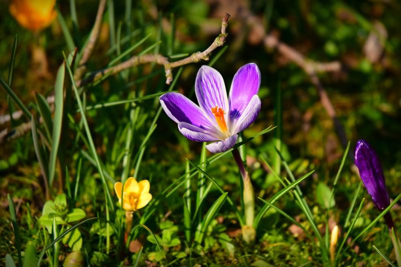 POLL: Irish people clash over the first day of spring - Is it today or March 1?