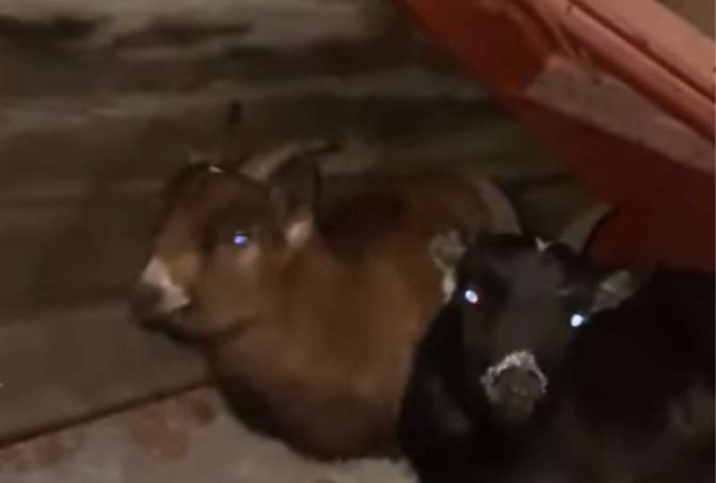'It's just insane' - Terrified goats found hiding in old farm yard rescued by animal welfare group