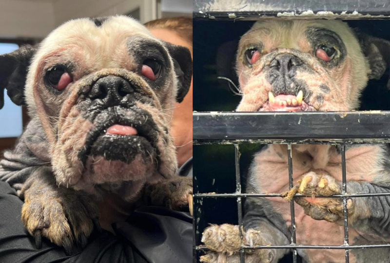 'Someone did this to her' - Donations needed to help badly neglected dog with severe mange