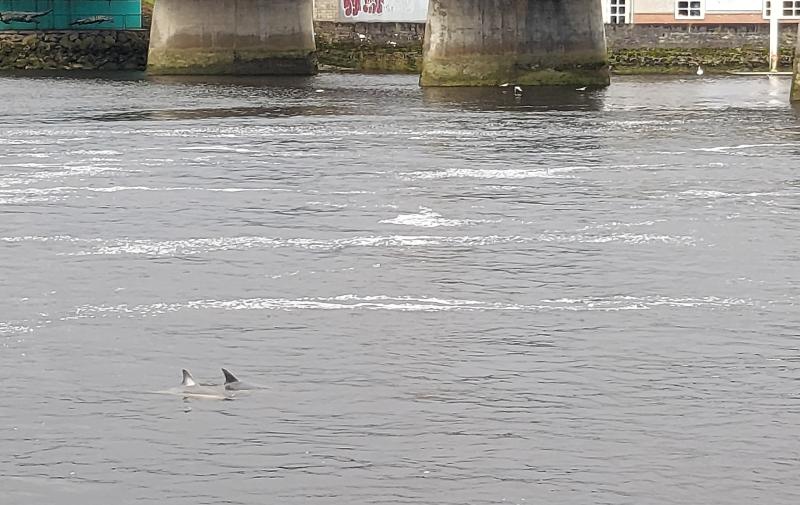 WATCH: Rare sight on Limerick's riverside as dolphins pay a visit