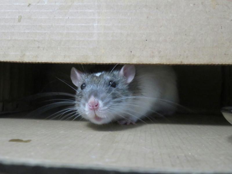 Caution issued to homeowners and business as threat of rats on the rise 
