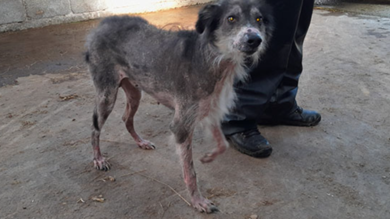 Elderly man guilty of animal cruelty and neglect allowed to continue keeping animals