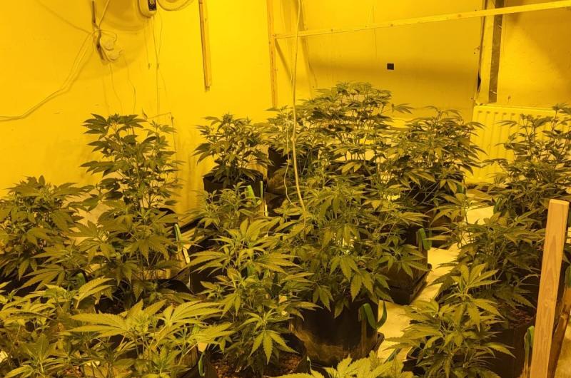 Gardaí find big cannabis grow houses in Galway raids - three people arrested