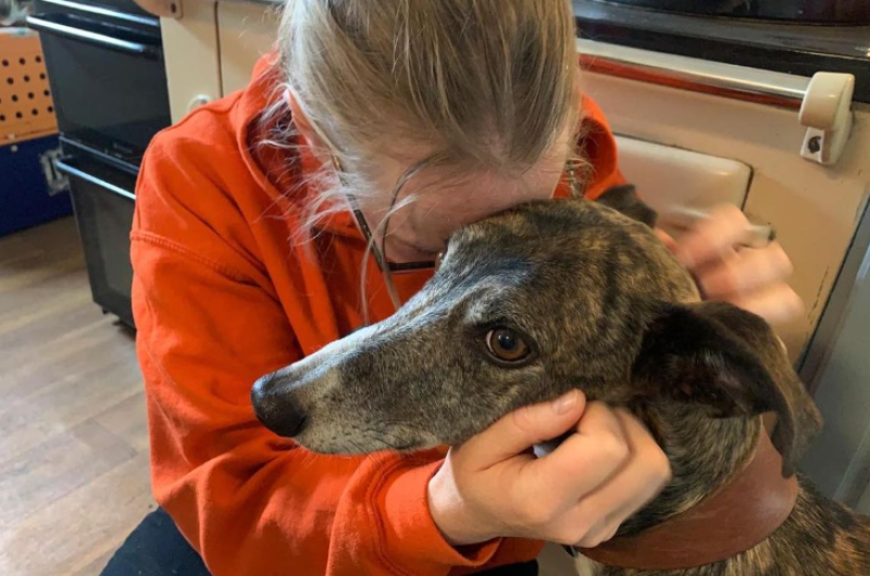 Irish dogs 'on death row' can be saved by adopting or fostering, says animal charity