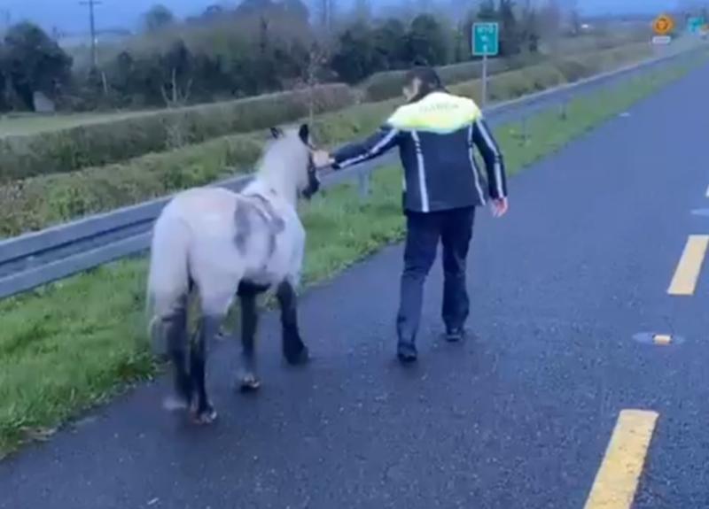 Gardaí 'take pony for a stroll' in Kilkenny