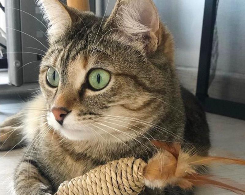 Carlow pet shop celebrates cats and responsible ownership this April
