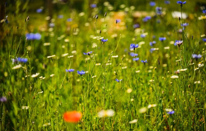 Carlow biodiversity groups receive funding of €85,000