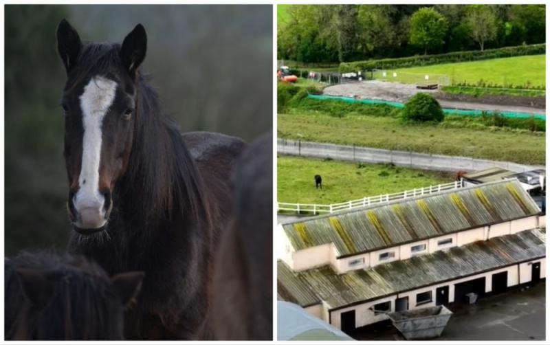 Kildare facility vows to fully investigate any allegation of mistreatment of horses 