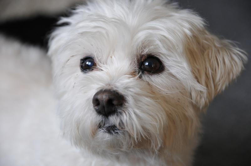 Ex-dog pound manager fined for illegally killing dogs via drugs in food 