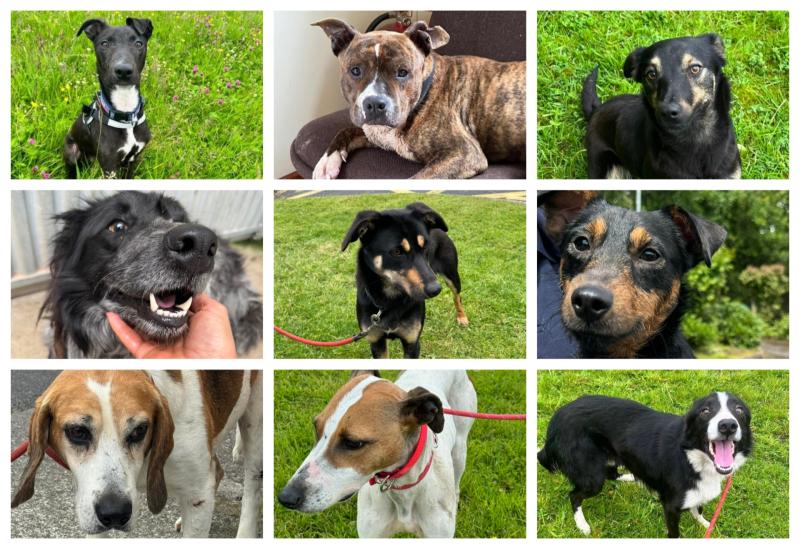 Carlow Dog Shelter seeking urgent homes for dogs as kennels are full 