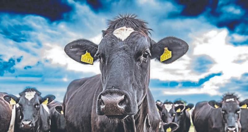 'An absolute disgrace' - Average dairy farmer earning 'well below' minimum wage, ICMSA President says