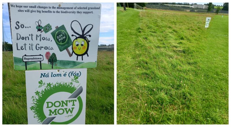 Bagenalstown Gaels have become 'important player' All Ireland Pollinator Plan 2024