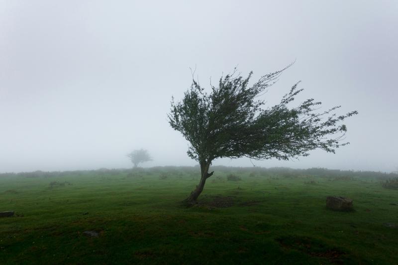Wind warning in place for Carlow as strong gusts expected