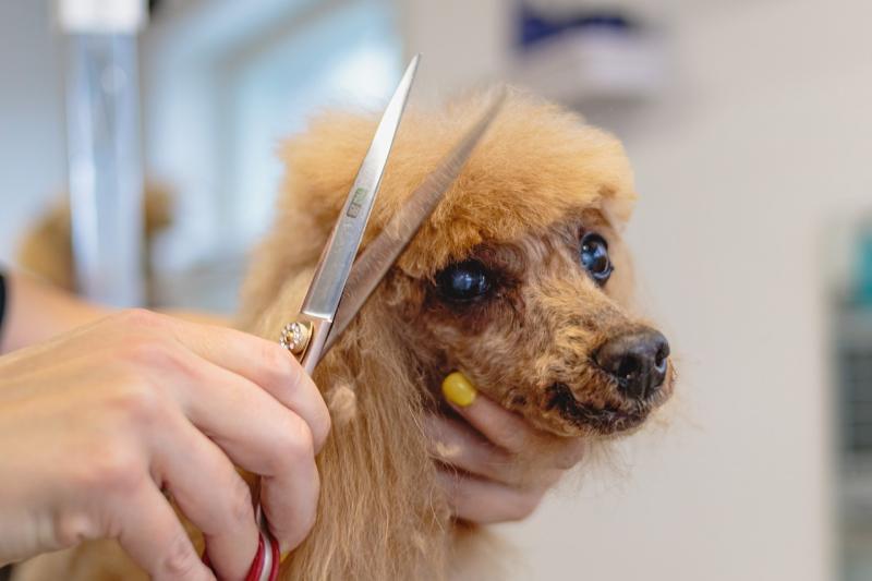 Local Carlow dog groomers selected in final for Dog Groomer of the Year South Leinster