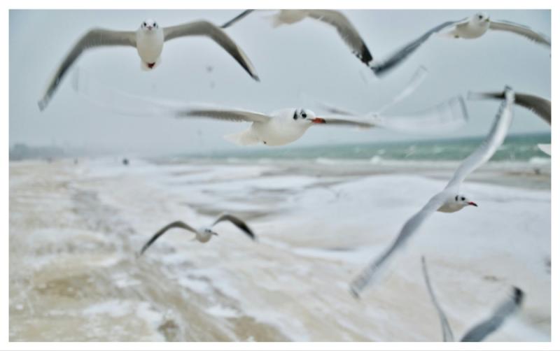 Carlow public warned of 'aggressive behaviour and infection' from certain birds this Autumn 