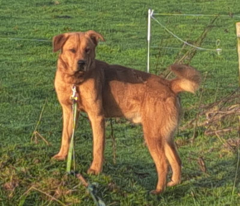 Company caring for abandoned dogs in Carlow takes on &euro;1m contract from neighbouring council