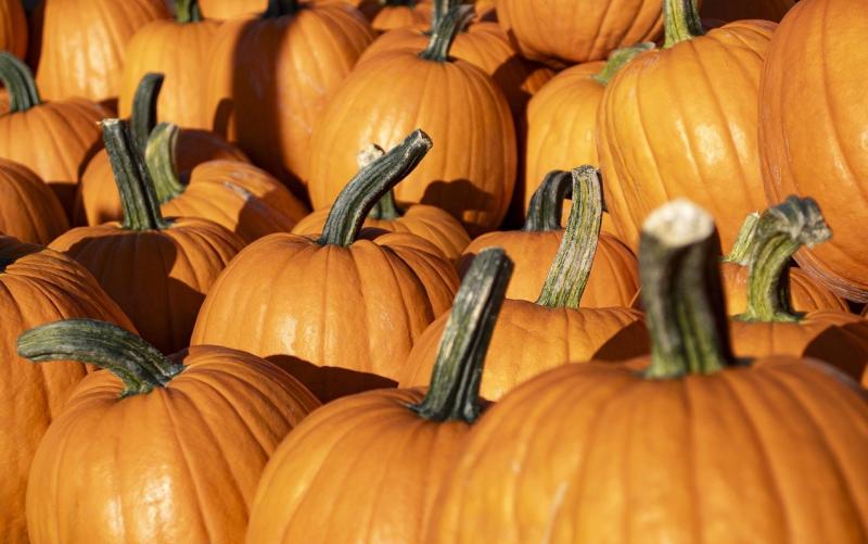 WHAT'S ON: Spooky fun for all this Halloween Bank Holiday weekend 