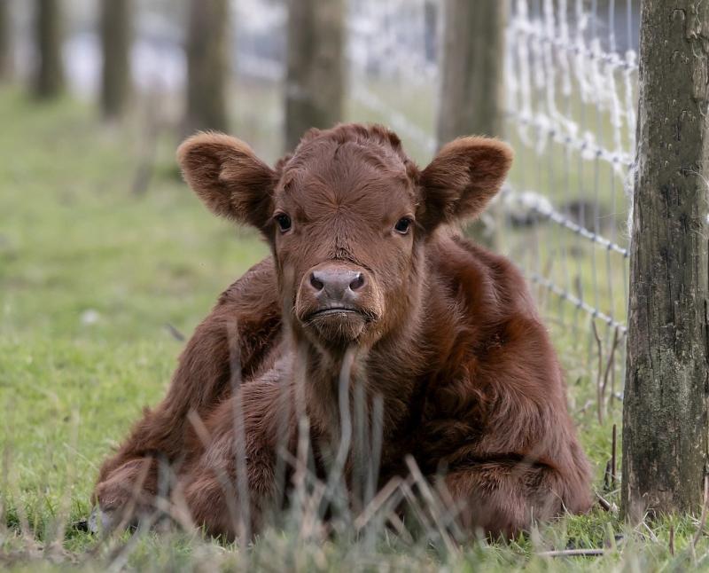 Carlow revealed as one of the worst counties to start a farm in Ireland