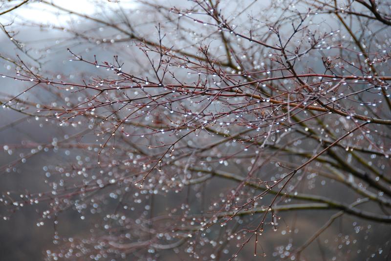 WEATHER: 'Limited dry spells' Daily Carlow forecast with wet weather shift for the weekend 