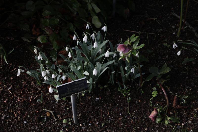 Altamont Gardens Welcomes Visitors to Experience the Beauty of Snowdrop Month 