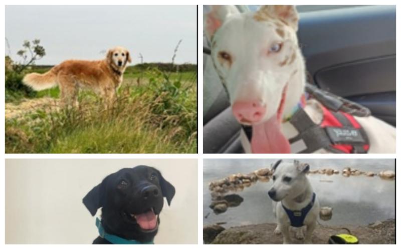 Carlow pup wins special award and shortlisted for national Golden Paw Award