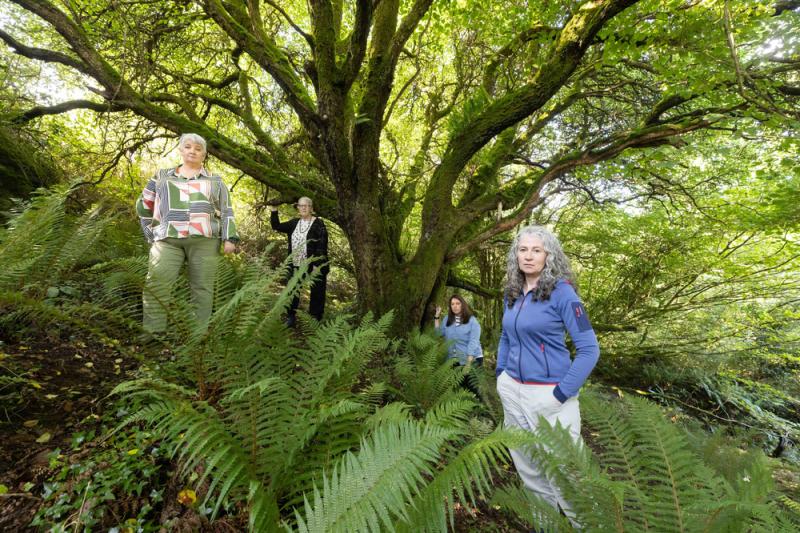 'The forest that won't forget': Clare land purchased in memory of CervicalCheck victims 