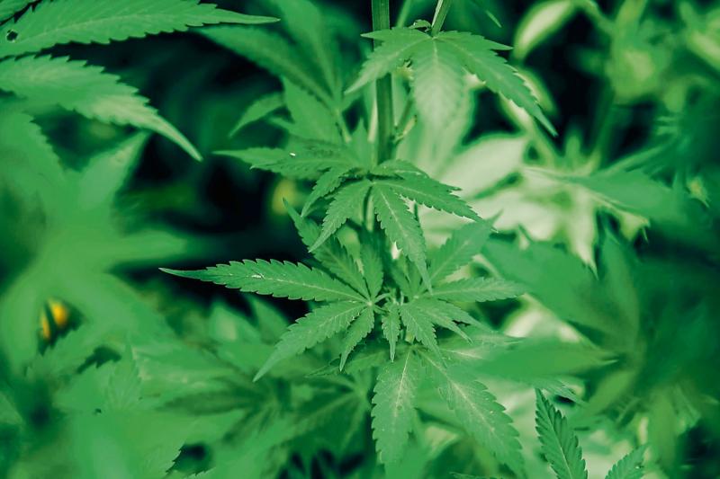 Gardai take away €137,000 worth of cannabis from former Chinese restaurant in Limerick