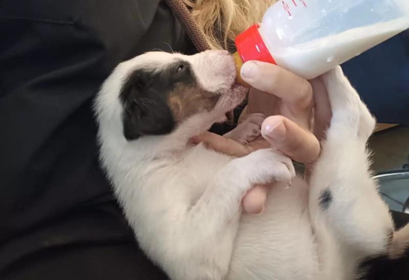 Litter of 12 puppies dumped in County Carlow woodlands, 1 survives 