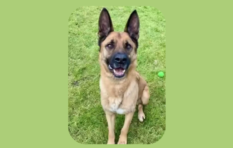 'The best news'- Carlow dog shelter sees dog adopted after waiting years for a new home
