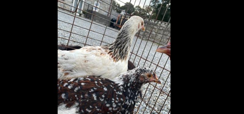 'Shameful behaviour'- Chickens 'left to die' in box near Carlow Town saved by heroic man