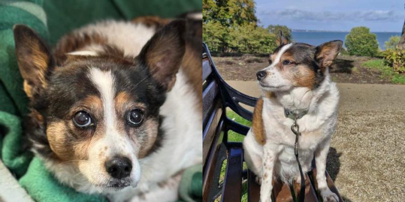 'Didn’t eat for two days'- Elderly dog from Carlow shelter finds new forever home 