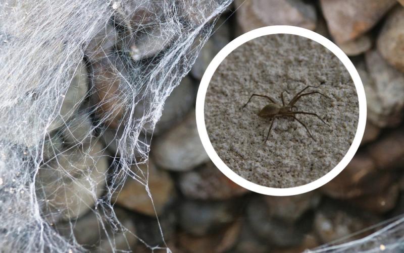 'Unwanted invaders' - Warning to Carlow households amid spate of spider infestations