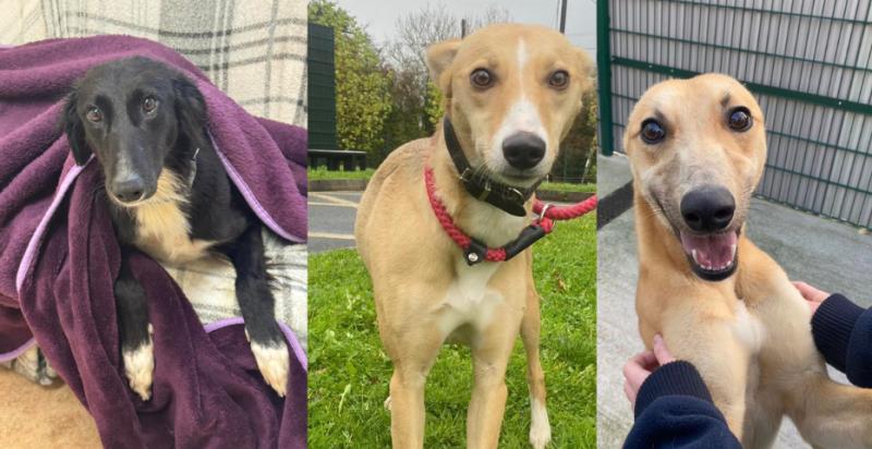 Three dogs waiting to be adopted ahead of Christmas time in Carlow animal shelter