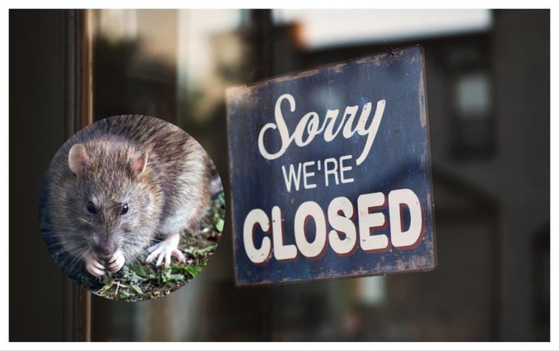 'No excuse' - Rat infestations found as four food businesses forced to close in January
