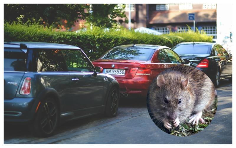 ALERT: Irish drivers warned to check cars and vans for rats after huge spike in nasty callouts
