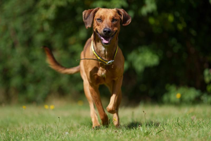 Wilbur the Rhodesian Ridgeback. Image Dogs Trust Ireland 
