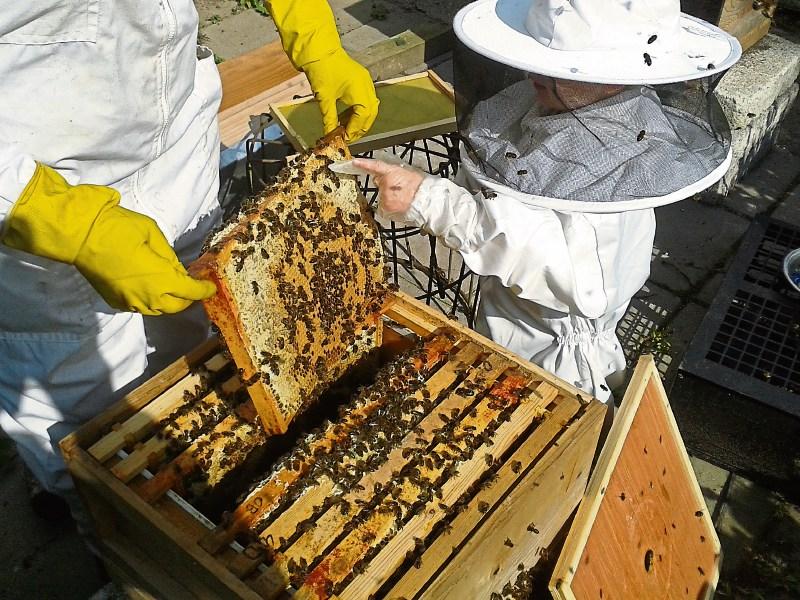 Thieves steal beehive from property in Carrick-On-Suir
