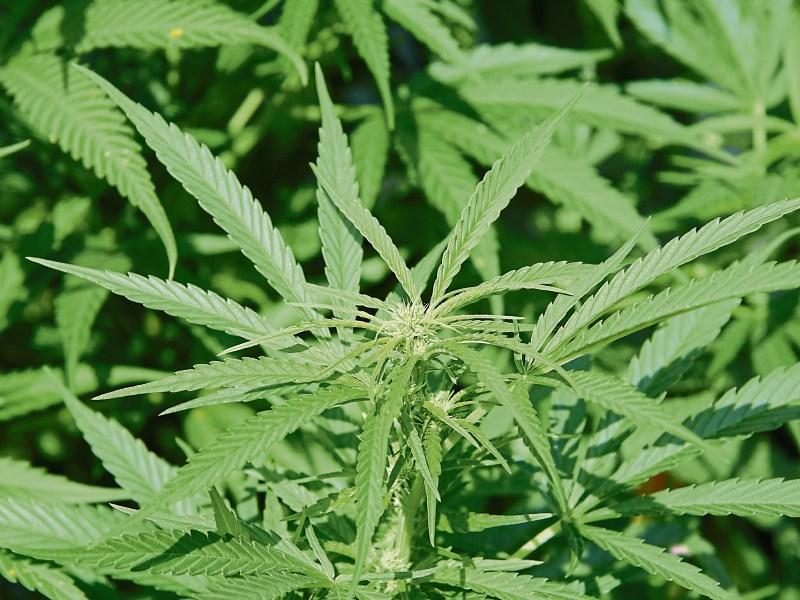 Over €500,000 worth of cannabis seized by Gardaí at grow house